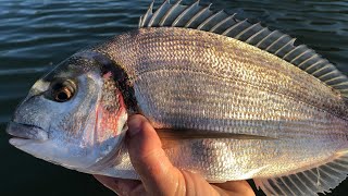 Gilthead Bream  How to catch Bream  Sea Fishing UK [upl. by Ekihc]