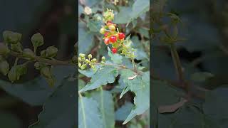 merah rivina humilis coralberry [upl. by Ahsiemac]