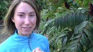 Edible wild plants Staghorn Sumac  Rhus typhina Wilderness survival tips and courses [upl. by Anitsej]