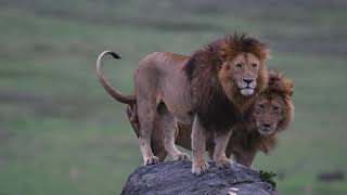 Ngorongoro Crater lions [upl. by Shermy]