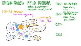 Kingdom Protista Explained [upl. by Arracot]