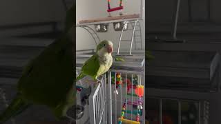 Stanley enjoying his day quakerparrot  bird pets [upl. by Yasnil510]