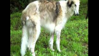 National Borzoi Rescue Foundation NBRF [upl. by Ellinnet]