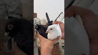 Pet house pe se safed madrasi pet pakda kabootar birds minivlog vlog shorts reels pet pets [upl. by Akerue951]