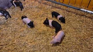 Playful piglets at the show are just perfect  such energy Poor mum [upl. by Wehhtam]