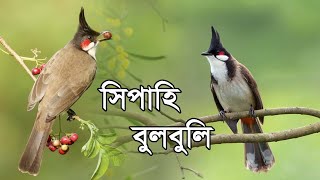 সিপাহি বুলবুলি  Red Whiskered Bulbul  Pycnonotus Jocosus Facts [upl. by Rodgiva]