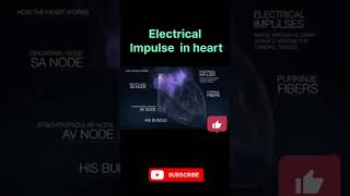 Electrical impulse In Heart heart education scienceandtechnology science biology shorts sjw [upl. by Ridinger]