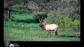 Elk cam BenezettePa httpshdontapcomstream228253pagamecommissionelkcam [upl. by Edith]