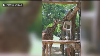 Fort Worth Zoo welcomes new baby giraffe Delilah [upl. by Steady]