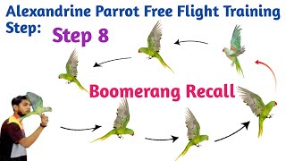 Step 8 Boomerang recall training alexandrine baby parrot free flight trainingbird trainingPFFACT [upl. by Eibloc]