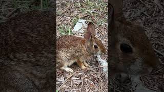 Watch Mama Bunny Making Noises while chewing [upl. by Lura]