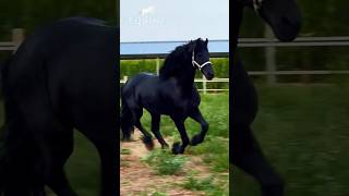 horse riding  Natural Horse Training horse youtube shorts [upl. by Ugo]