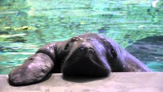 Meet Snooty the Manatee [upl. by Legnaleugim]