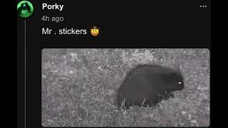 Look  A Porcupine in the Elk field by Porky on Chat [upl. by Yahc]