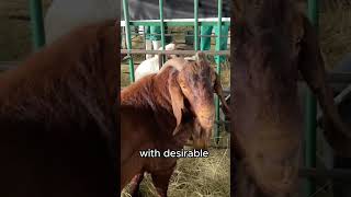 Is the KALAHARI RED the GOAT FOR YOU farming goatfarming goat [upl. by Ardnosal]