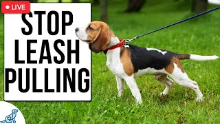 10 Tips To FIX Your Leash Walking Training For Dogs That Pull [upl. by Egroej]