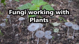 Fungi Symbiotic Relationship With Plants [upl. by Los]