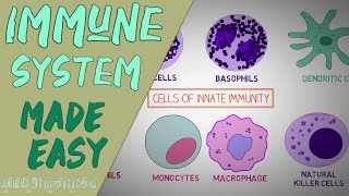 IMMUNE SYSTEM MADE EASY IMMUNOLOGY INNATE AND ADAPTIVE IMMUNITY SIMPLE ANIMATION [upl. by Ahsatel711]