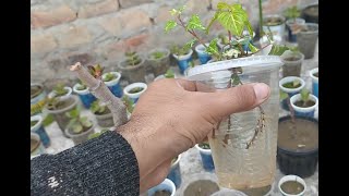 rooting of iresine herbstii plant cutting in water  Result of blood leaf iresine rooting in water [upl. by Darcee243]