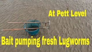 TRYING TO PUMP fresh Black Lugworms for fishing bait [upl. by Rabkin129]