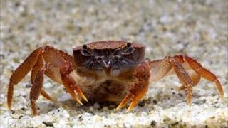 Crabs for Freshwater Aquariums [upl. by Marciano948]