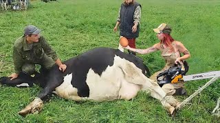 Revolutionary Farm Techniques Straw Stacking Milking Silage Holstein Cows and Large Machines [upl. by Alyag]