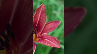 🌸 Daylily An Edible Flower Thats Abundantly Available [upl. by Spears]