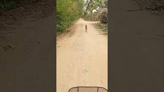 My dog run with me 🐕 shortvideo dog mydog cutdog shorts short Smart dog The dog knows [upl. by Artenal]