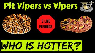 Venomous Snake Live Feeding Showdown [upl. by Claybourne]