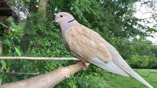 Male African Collared Dove Cooing [upl. by Drol530]