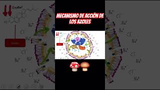 Mecanismo de acción de los azoles en menos de 1 minuto 🍄‍🟫🍄 antifungal hongos farmacologia [upl. by Ethelinda468]