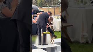 Dog Crashes a Wedding 😂 [upl. by Gnourt]