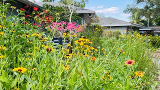 I planted a Native Wildflower Garden in my front yard  2 Months Later [upl. by Suravat]