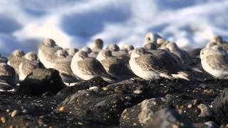 Vroege Vogels  Drieteenstrandloper [upl. by Warfold]