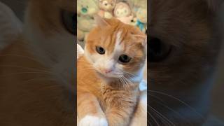 ASMR Purring Cat Sounds cutecats shorts [upl. by Suciram]