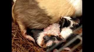 My guinea pig giving birth to six babies [upl. by Ahsenrac]