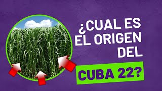 🌱 El pasto de corte Cuba 22 y su origen  🌿 Un forraje ideal [upl. by Korenblat]