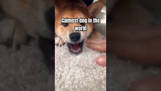 Calmest dog in the world funny cute doggy [upl. by Ileek]