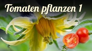 TOMATEN anpflanzen  Jungpflanzenanzucht  Aussaat und Pikieren Tomaten anbauen Teil 1  GARTEN [upl. by Glenn]