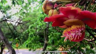 A  Galapitagala Vidyalaya 🥺❤️‍🩹  Nature 🌱❤️‍🩹  Old memory 😫❤️‍🔥 [upl. by Shana]