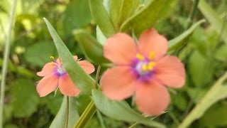 Anagallis arvensis medicinal plant Lysimachia arvensis [upl. by Arekat149]