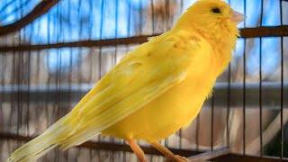 The ultimate canary singing video from a legend  Powerful training song [upl. by Rabiah]