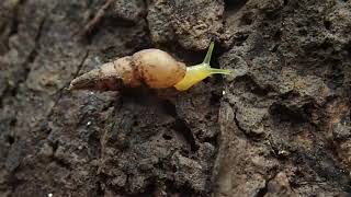 Allopeas clavulinus  Spiked Awlsnail [upl. by Ball]