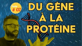 Lexpression du patrimoine génétique partie 2  1ère Spé SVT svt lycée génétique protéine [upl. by Freiman140]