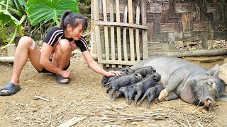 happy and sad process on the farm accidents sows giving birth sick pigs etc  Ban Thi Diet [upl. by Icrad]