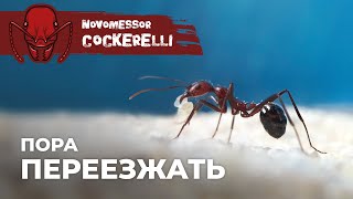 ЗАСЕЛЕНИЕ НОВОМЕССОРОВ В ФОРМИКАРИЙ  Novomessor cockerelli [upl. by Inilahs]