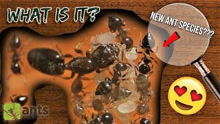 MY NEW ANT COLONY Could Be a NEW UNDISCOVERED SPECIES [upl. by Oibirot]