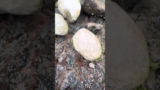 Goonies geology 101 Concretions in mudstone [upl. by Dlnaod356]