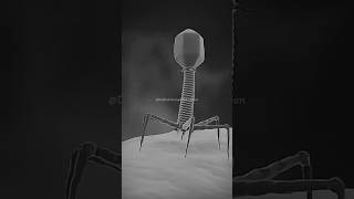 Bacteriophage Infect Bacteria Cell dadhichsir bsc neet shorts youtubeshorts [upl. by Huai]