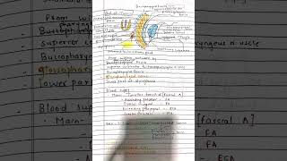 palatine tonsil anatomy notes pyqimportantquestions anatomy [upl. by Odraccir759]